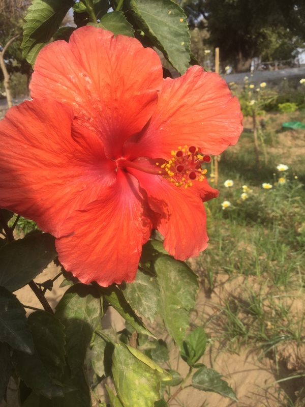 everything is blooming this month